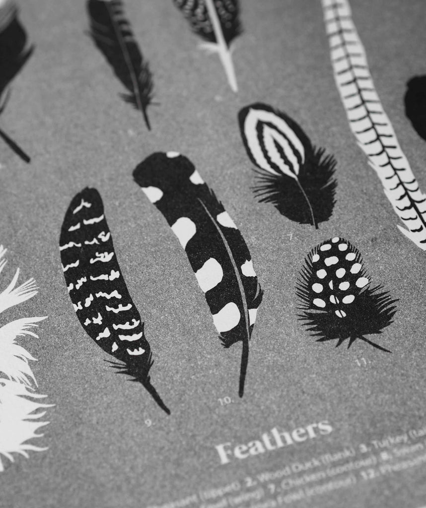 Feathers - The Collective Press